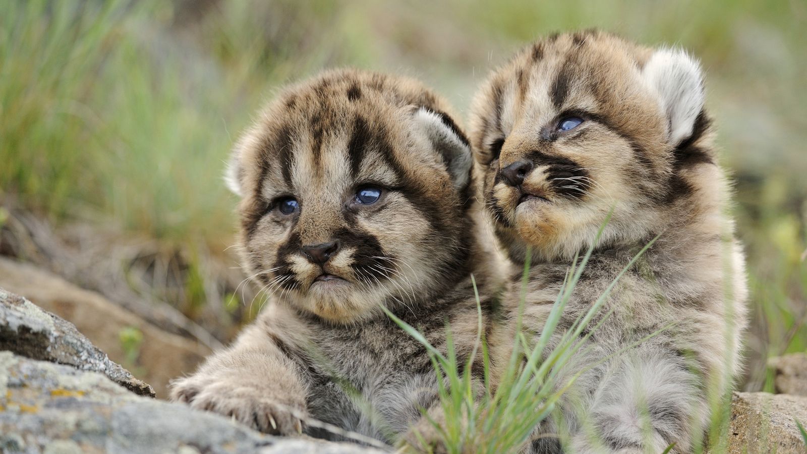 Cuccioli di puma nell'erba, 1600x900 HD Ready, PC