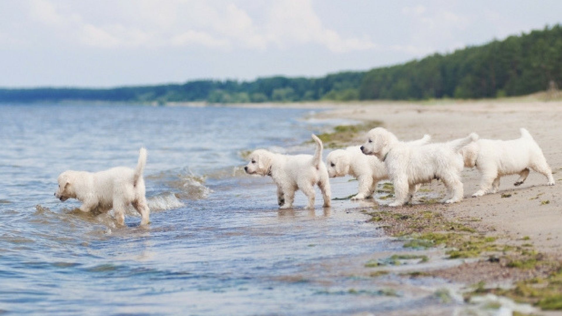 Cuccioli golden retriever spiaggia mare, 1920x1080 Full HD 1080p, PC Desktop