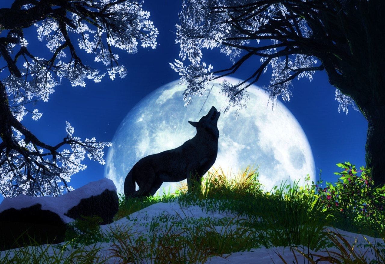 Lupo che ulula sotto luna, 1280x880 HD, Desktop