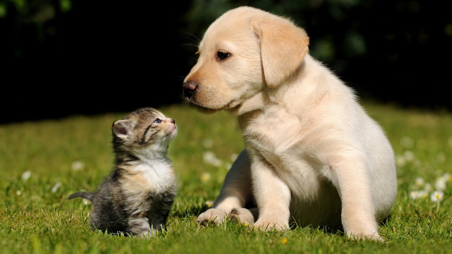 Cucciolo Labrador e gattino, 1920x1080 Full HD 1080p, Desktop