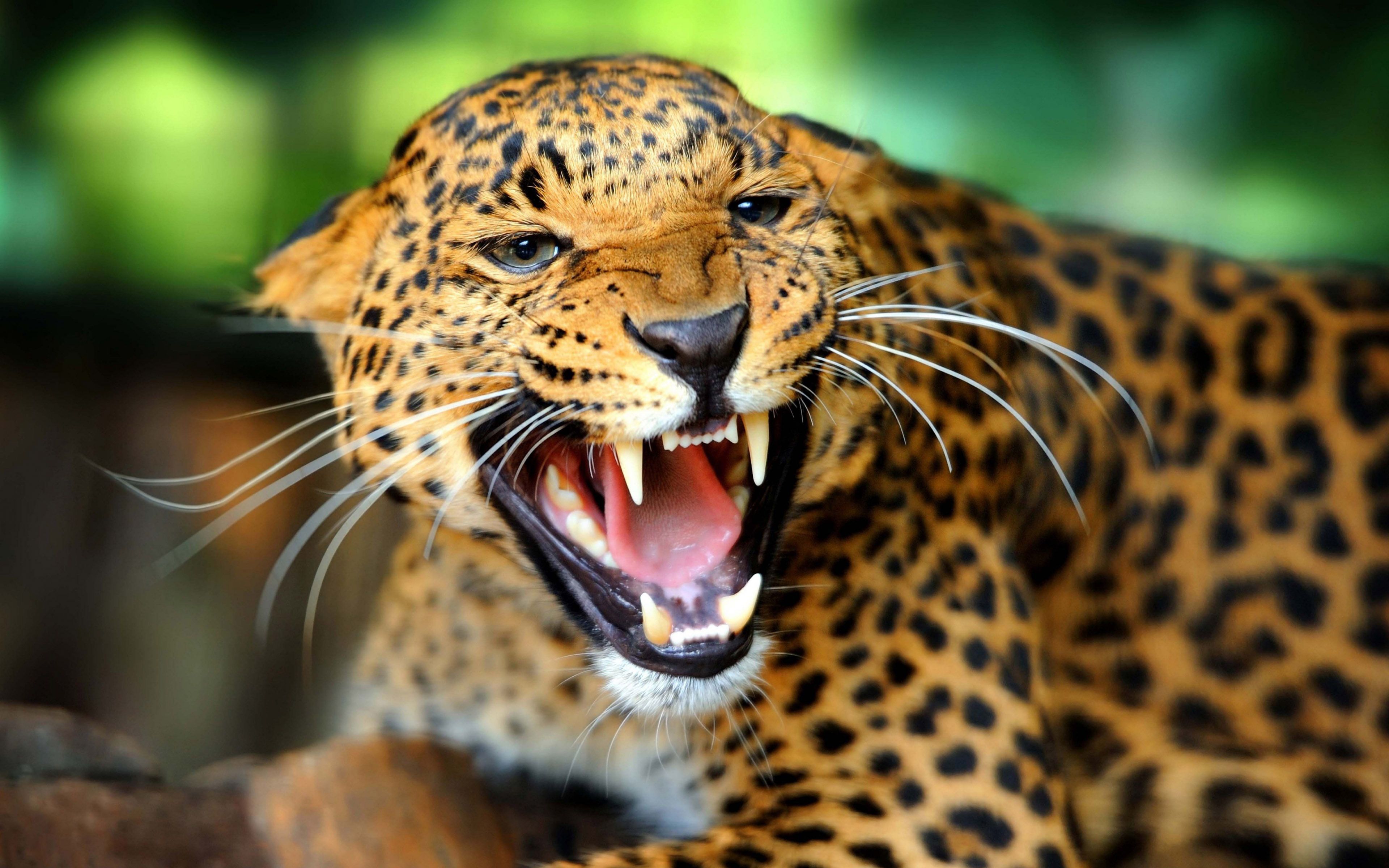 Leopardo ruggente primo piano, 3840x2400 UHD, Monitor Gaming