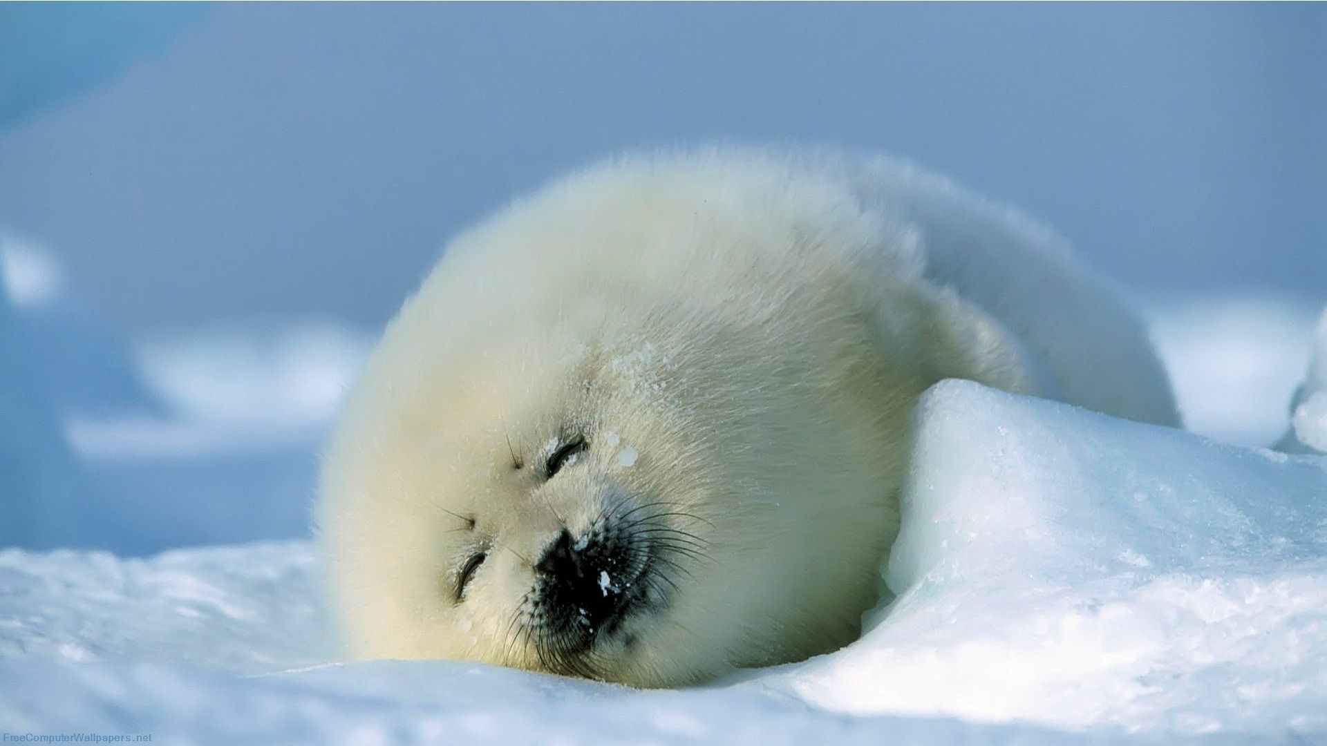 Cucciolo di foca sulla neve, 1920x1080 Full HD, PC Desktop