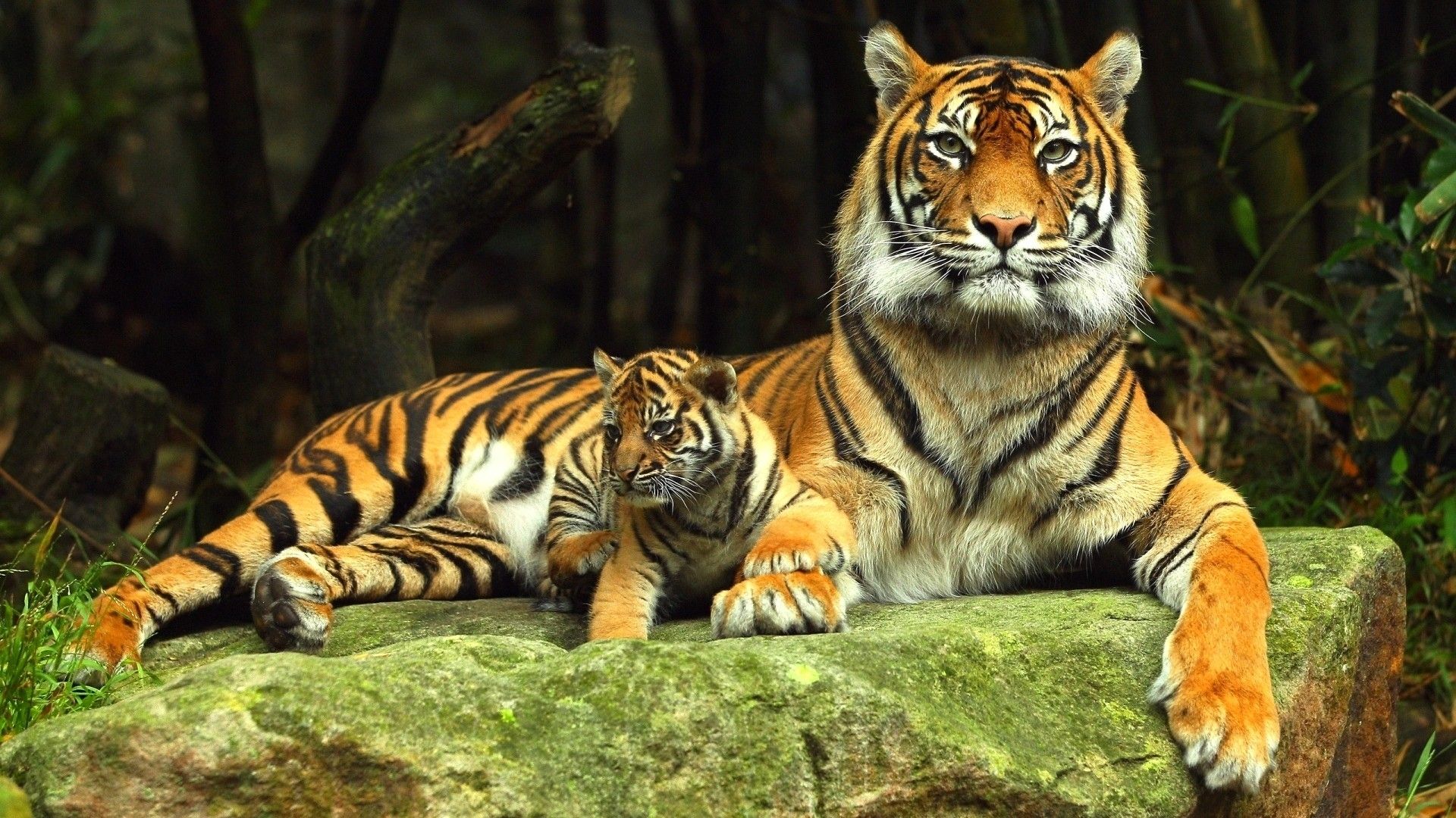 Tigre madre con cucciolo, 1920x1080 1080p, PC