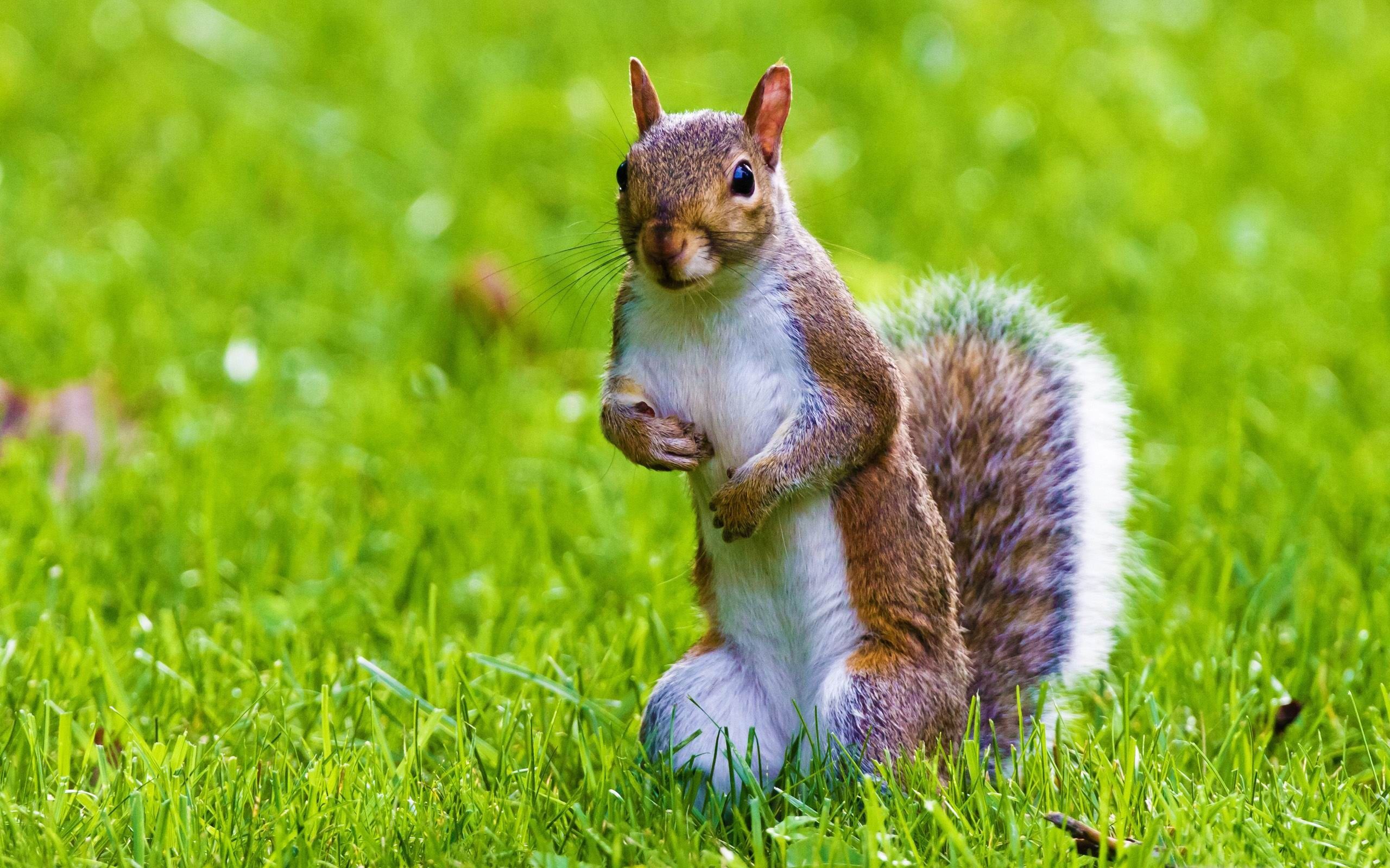 Scoiattolo sull'erba verde, 2560x1600 2K+, PC Desktop