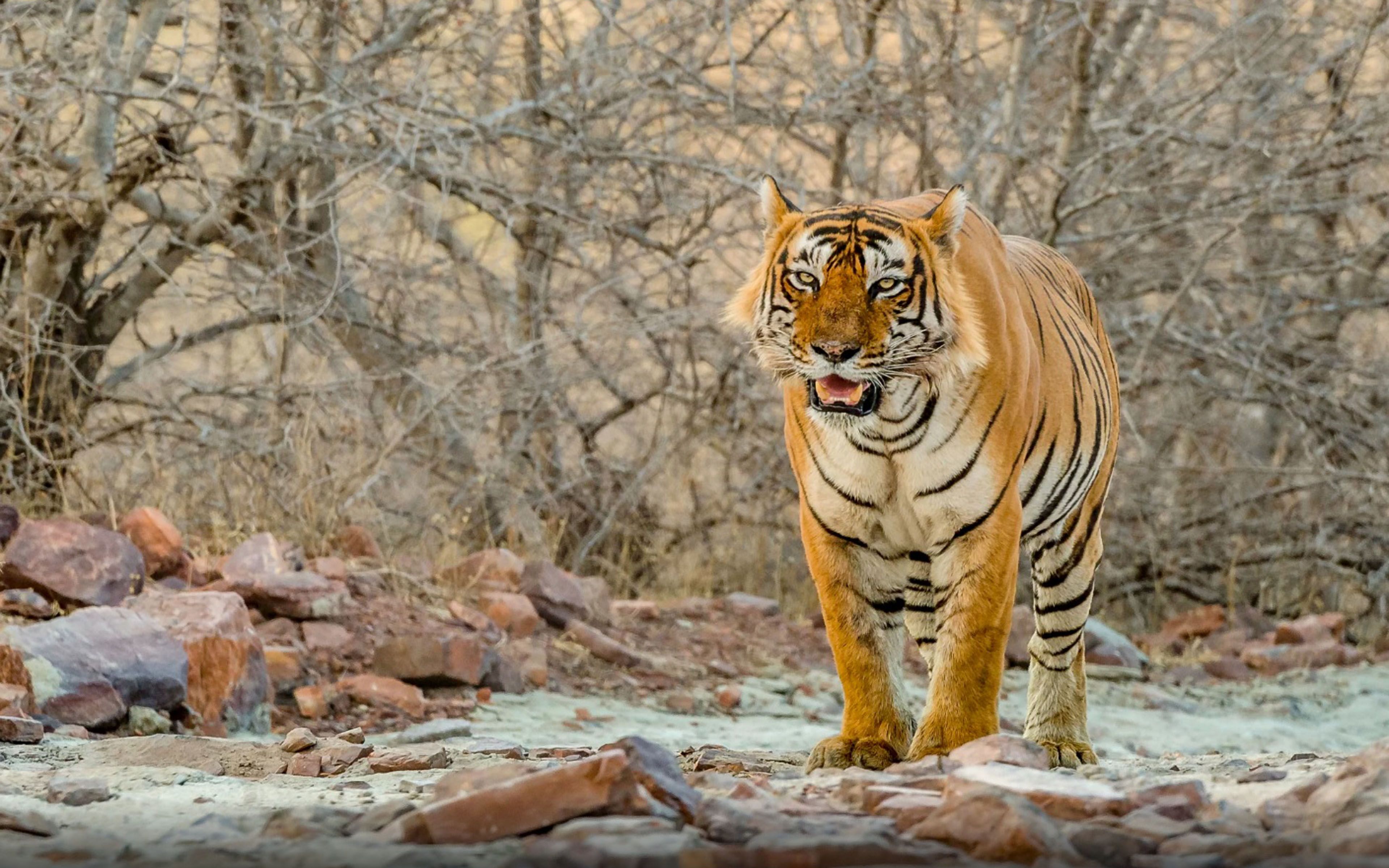 Tigre nella foresta selvaggia, 3840x2400 Ultra HD, PC