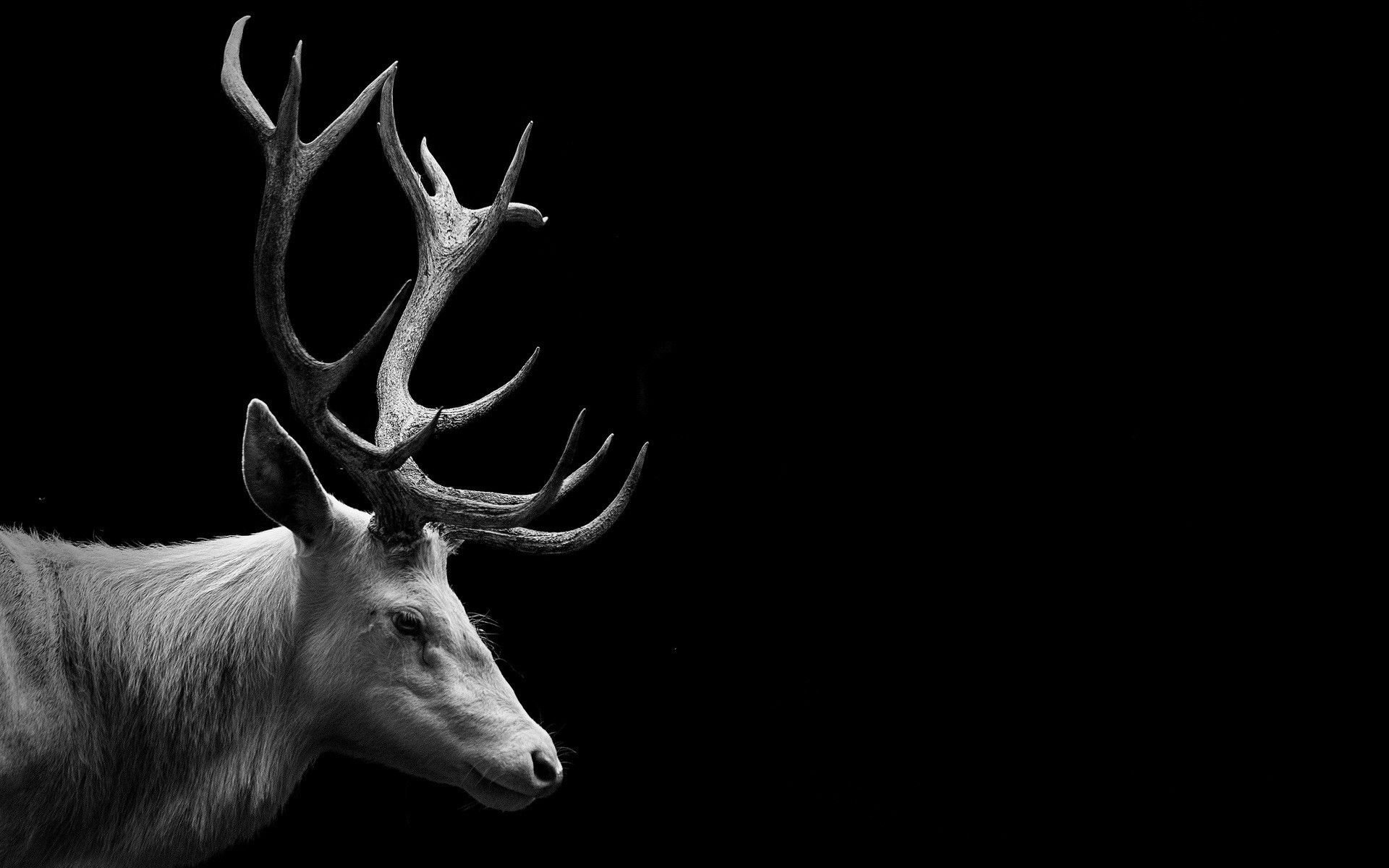 Cervo bianco e nero sfondo scuro, 1920x1200 Full HD+, PC