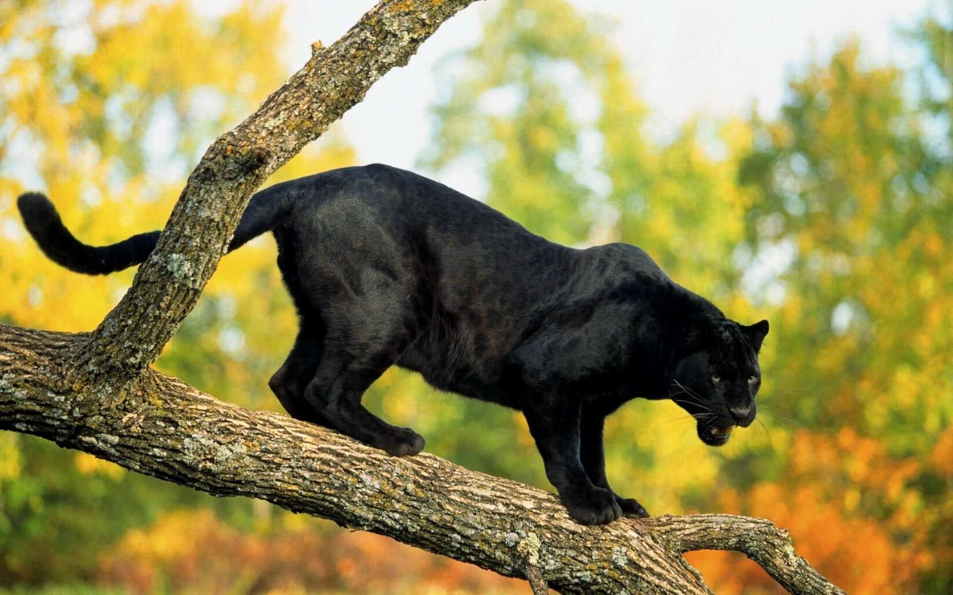 Pantera nera su ramo, 1920x1200 Full HD+, Desktop