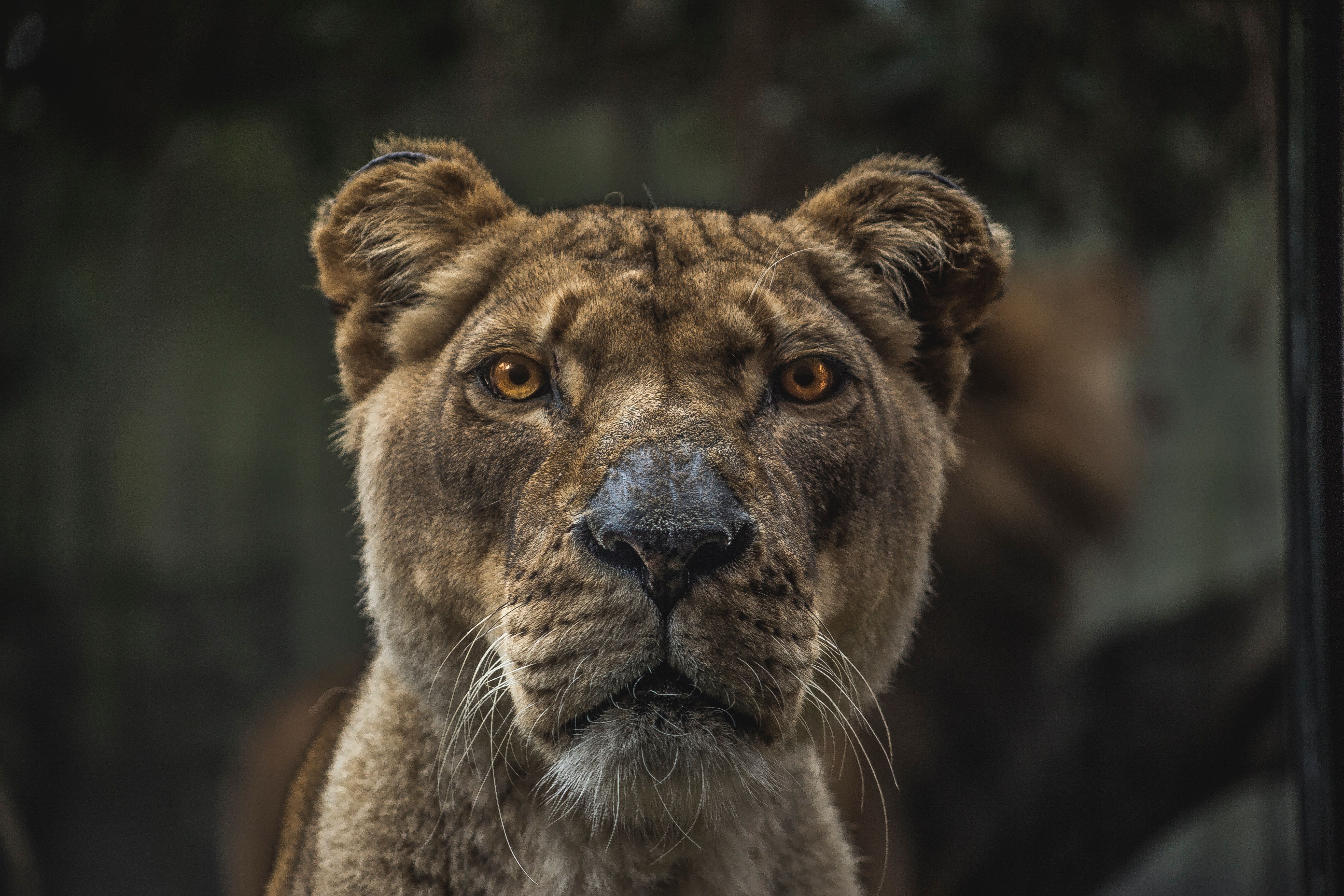 Leonessa primo piano sguardo, 5472x3648 UHD, Monitor Gaming