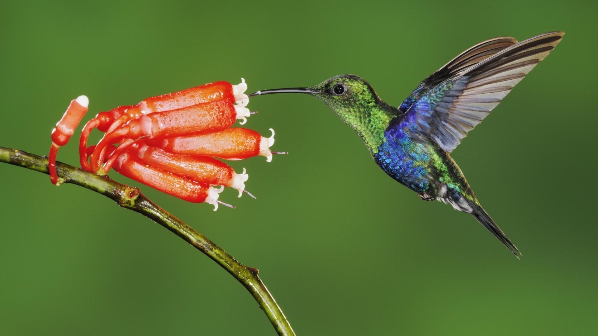 Colibrì e fiore arancione, 1920x1080 Full HD 1080p, PC Desktop
