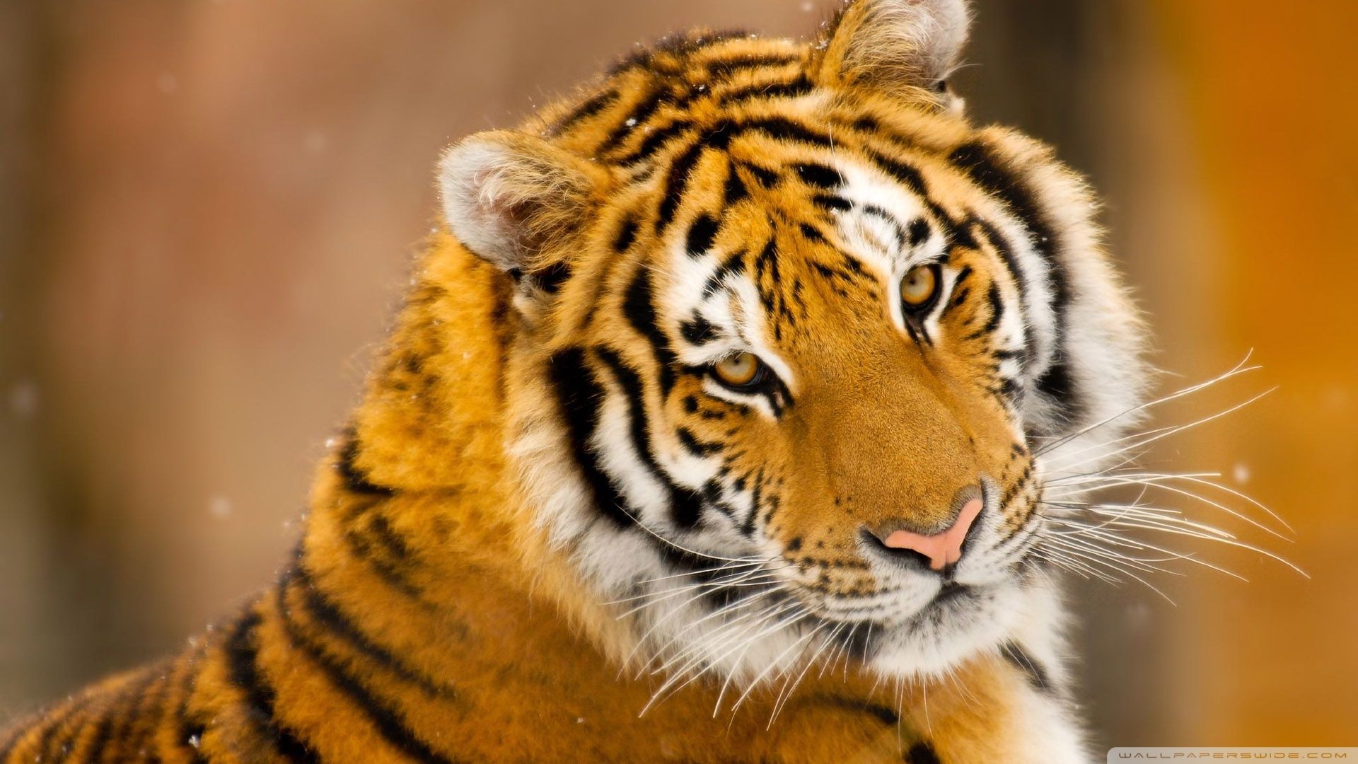 Tigre siberiana ritratto, 1920x1080 1080p, Desktop