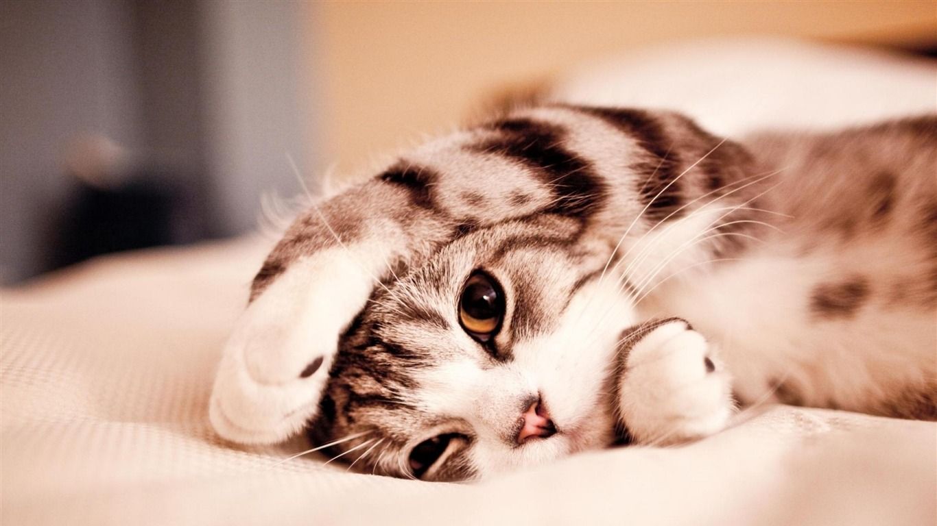 Gattino sdraiato su letto, 1366x768 720p, Monitor Gaming