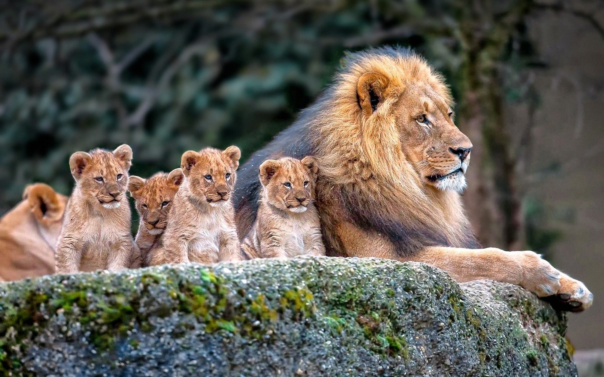 Leone con cuccioli, 1920x1200 Full HD+ WUXGA, Desktop
