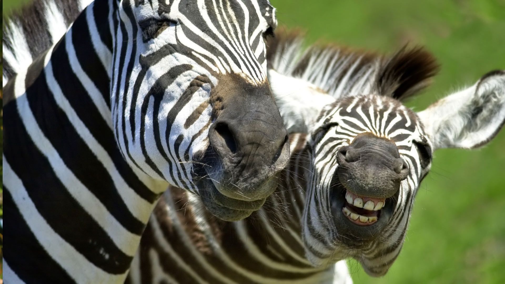 Zebre sorridenti in natura, 1920x1080 Full HD 1080p, Desktop