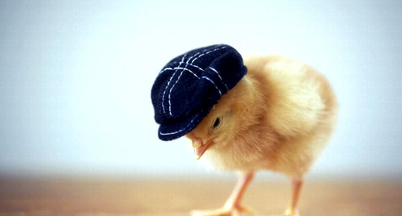 Pulcino con cappellino blu, 1297x698 720p, Monitor Gaming