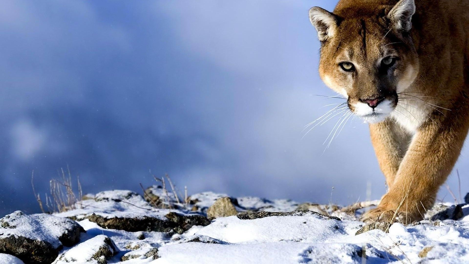 Puma su roccia innevata, abbigliamento sportivo, 1920x1080 1080p, PC Desktop
