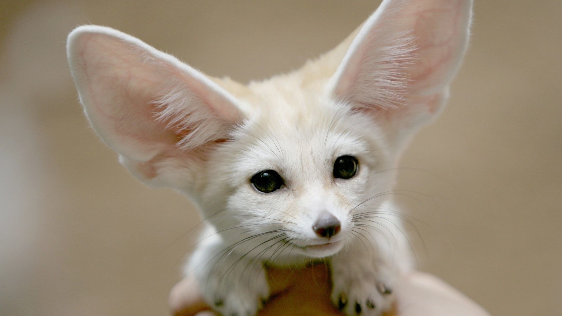 Volpe fennec bianca cucciolo, 1920x1080 1080p, PC Desktop