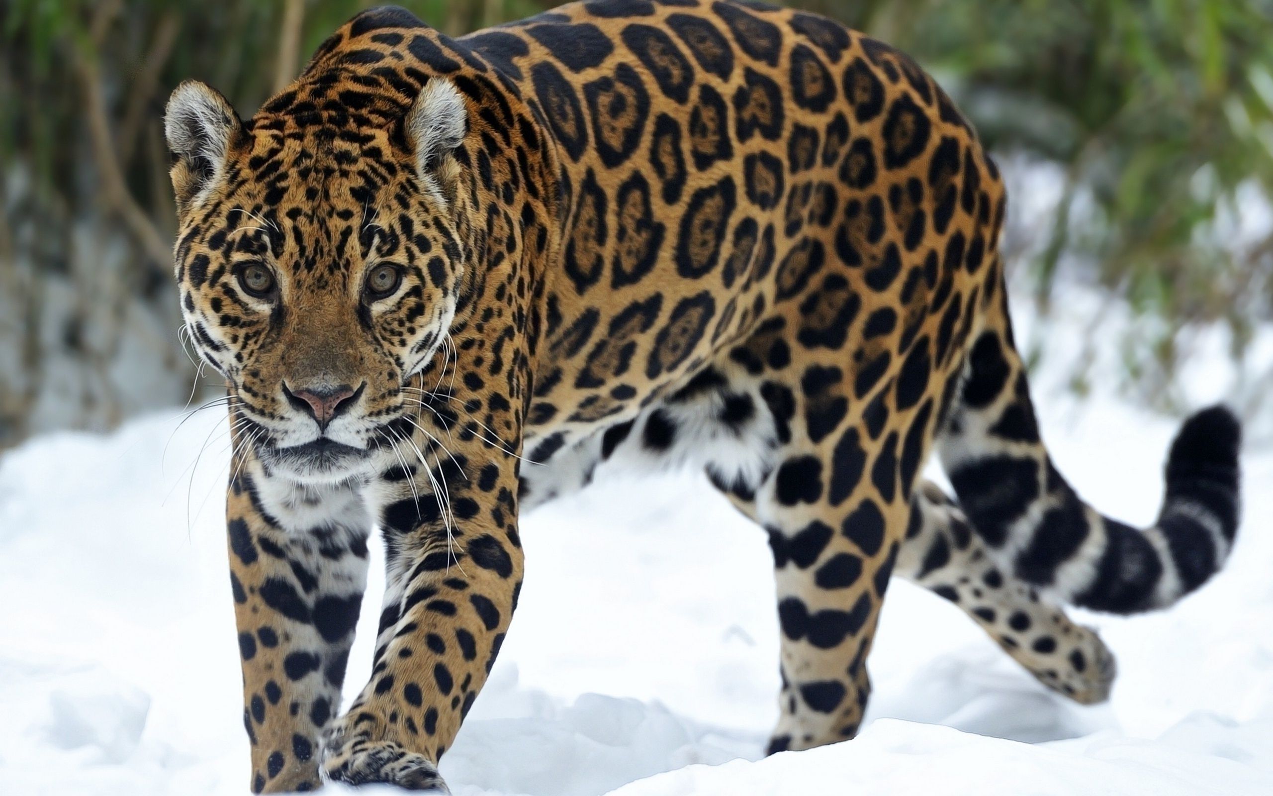 Giaguaro nella neve, 2560x1600 2K, PC