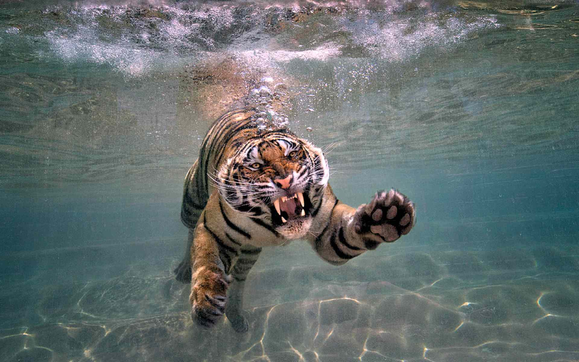 Tigre che nuota sott'acqua, 1920x1200 Full HD+ WUXGA, Monitor Gaming
