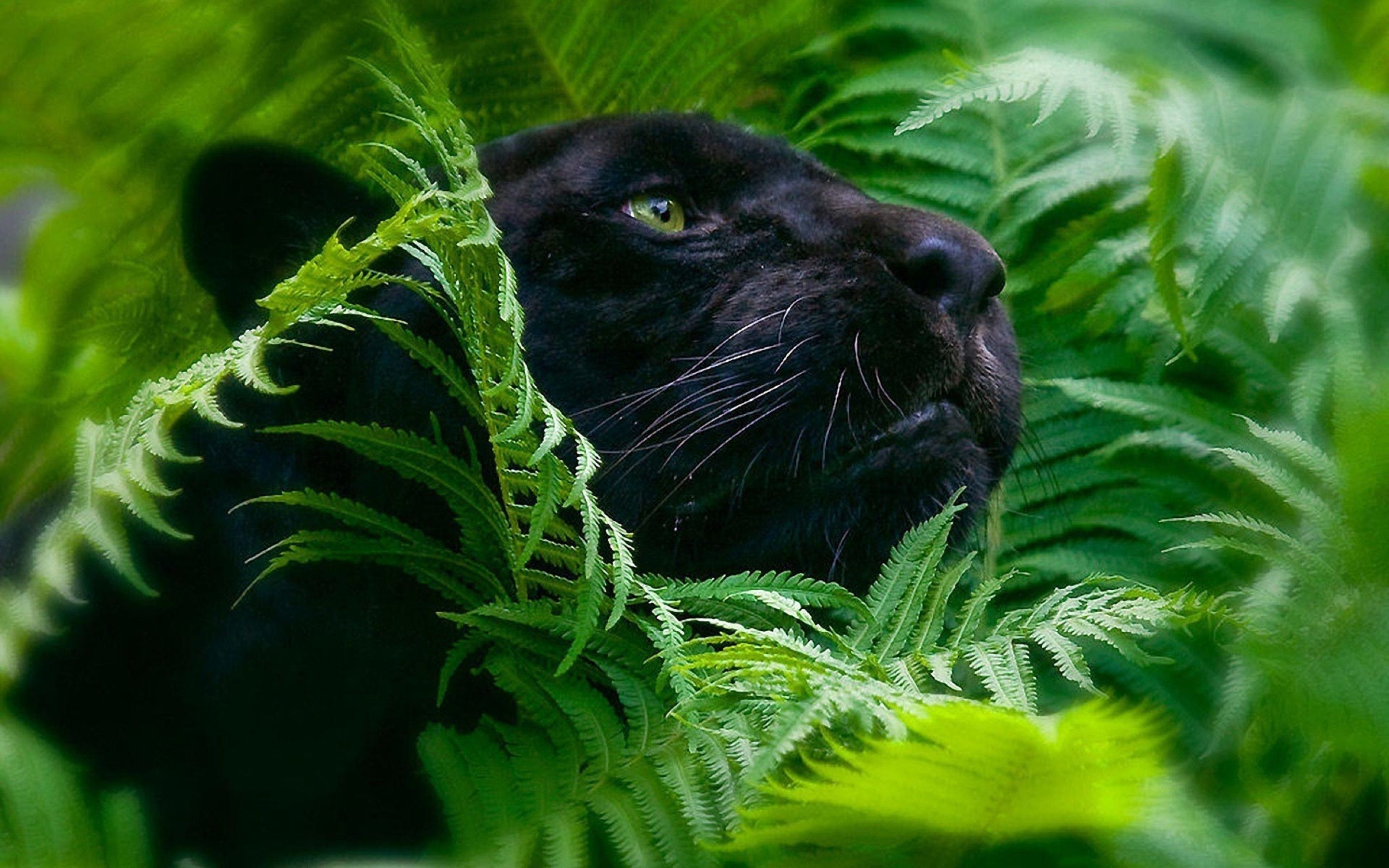 Pantera nera tra felci, 2880x1800 2K+, Desktop