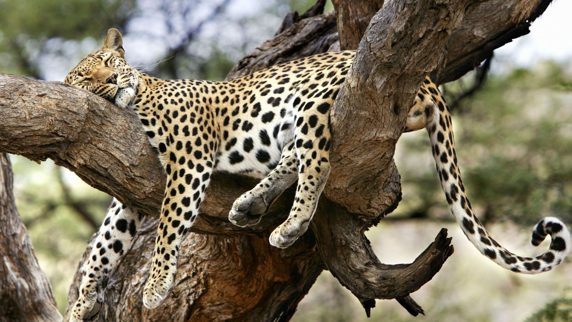 Leopardo addormentato su albero, 1920x1080 1080p, Monitor Gaming