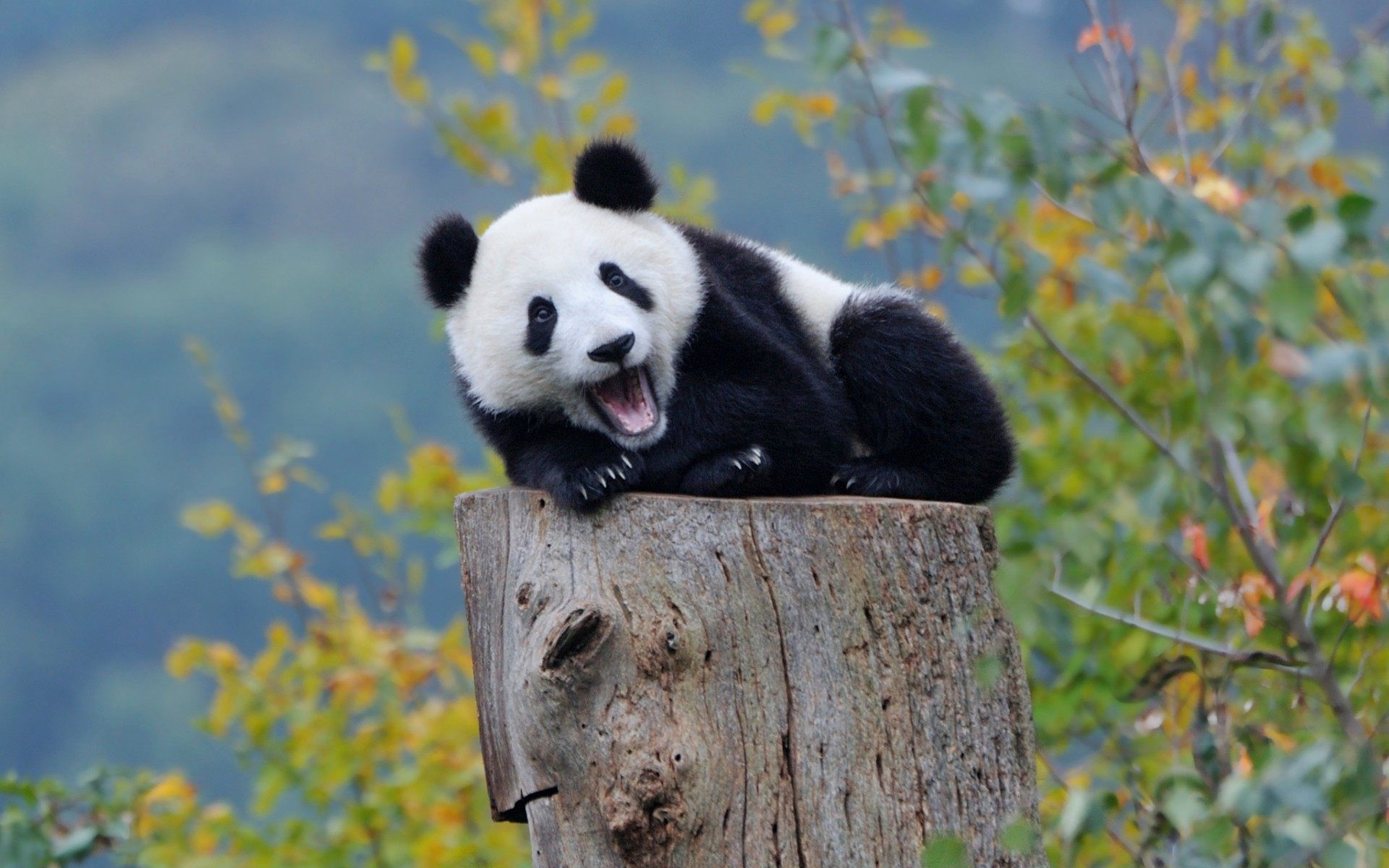 Panda su tronco d'albero, 1920x1200 WUXGA, Monitor Gaming