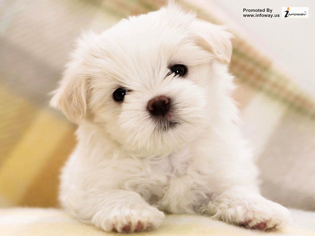 Cucciolo bianco soffice maltese, 1024x768 HD, PC Desktop