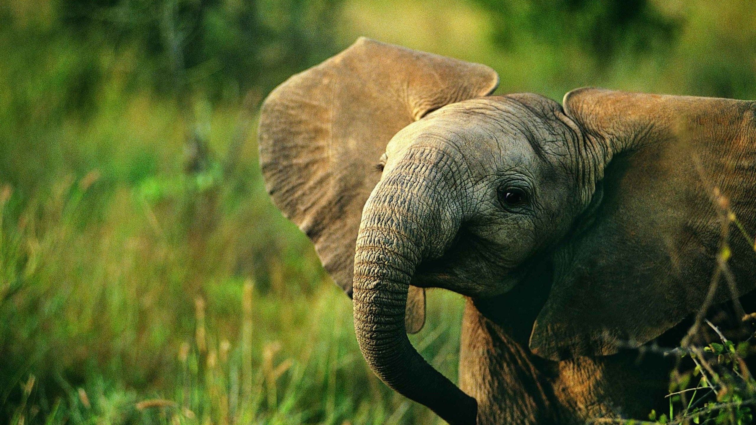 Cucciolo di elefante nella savana, 2560x1440 2K, Desktop