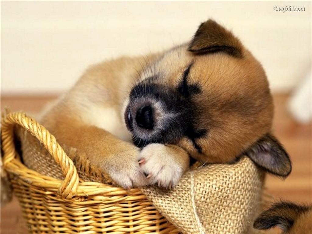 Cucciolo cane dorme cesto, 1024x768 HD, PC