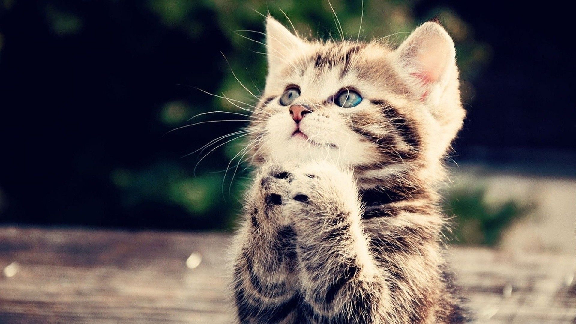 Gattino tigrato che prega, 1920x1080 Full HD, PC