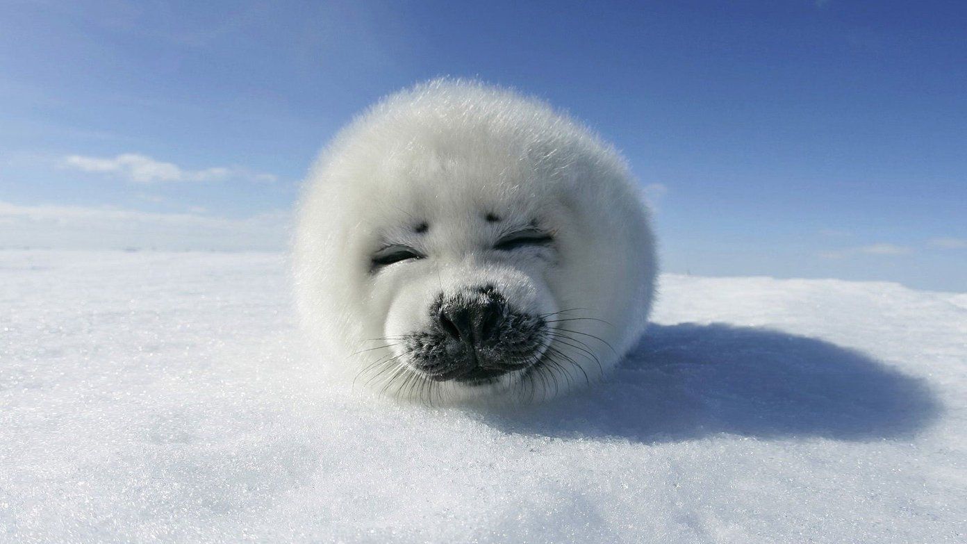 Cucciolo di foca bianca, 1392x783 HD, Desktop