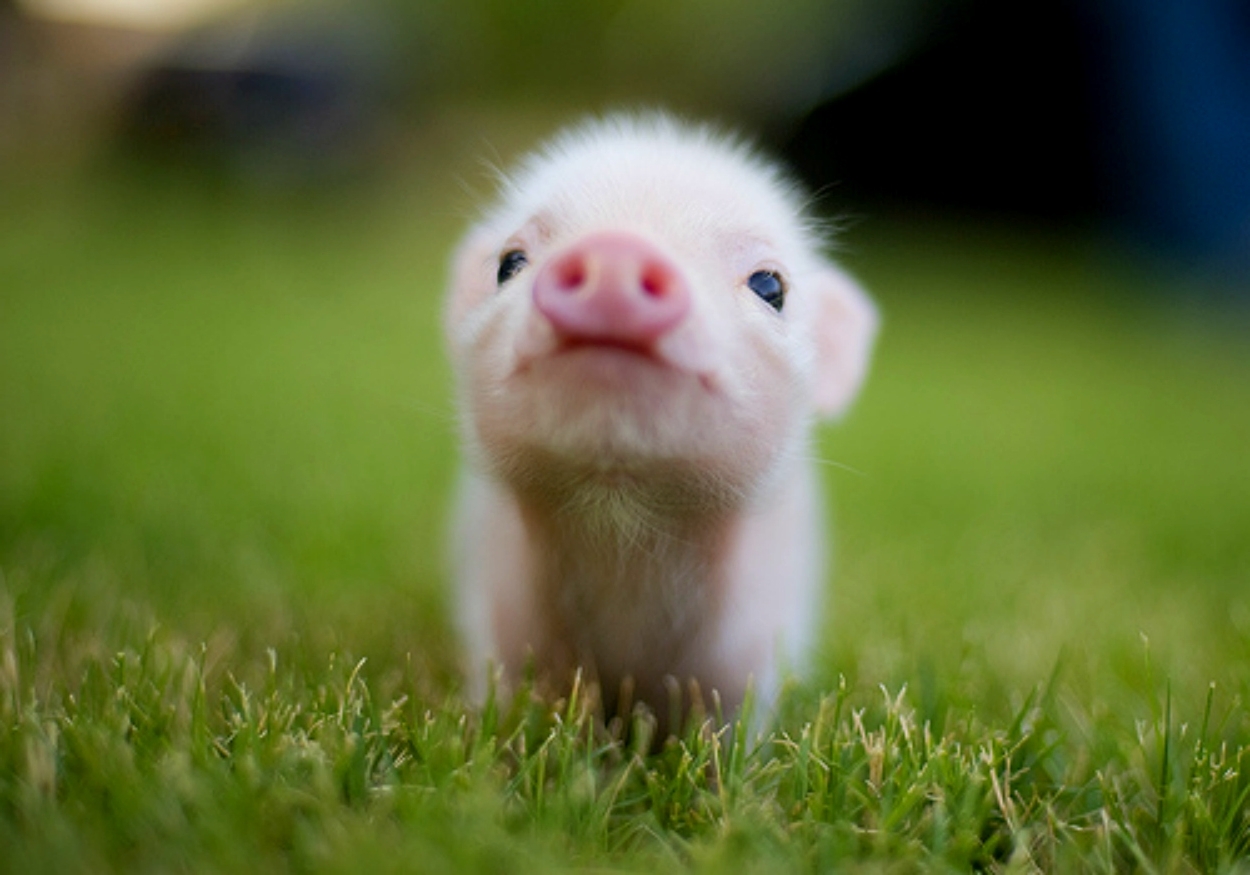 Cucciolo maialino rosa erba, 1250x875 HD, Laptop