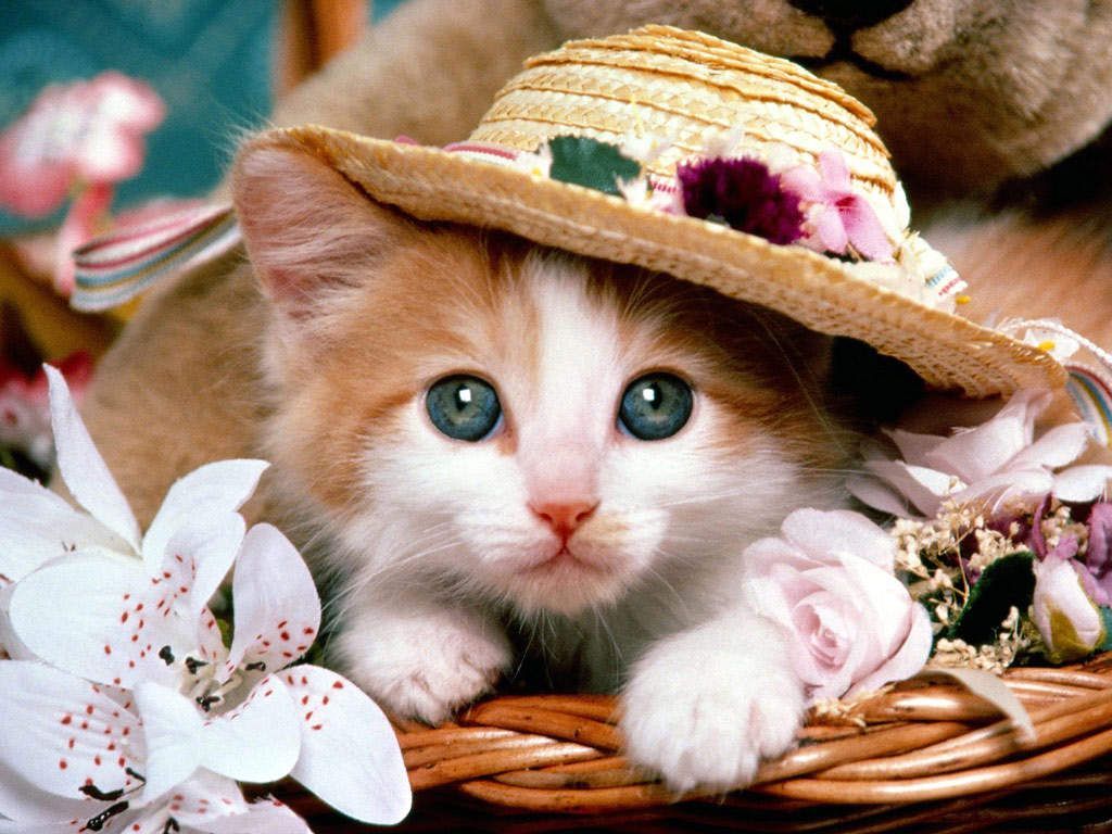 Gattino con cappello di paglia, 1024x768 HD, Desktop