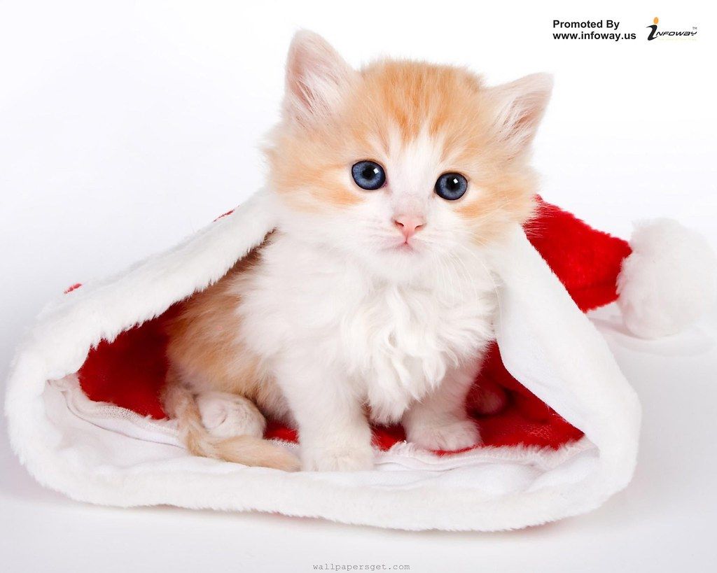 Gattino in cappello di Natale, 1024x819 HD, iMac