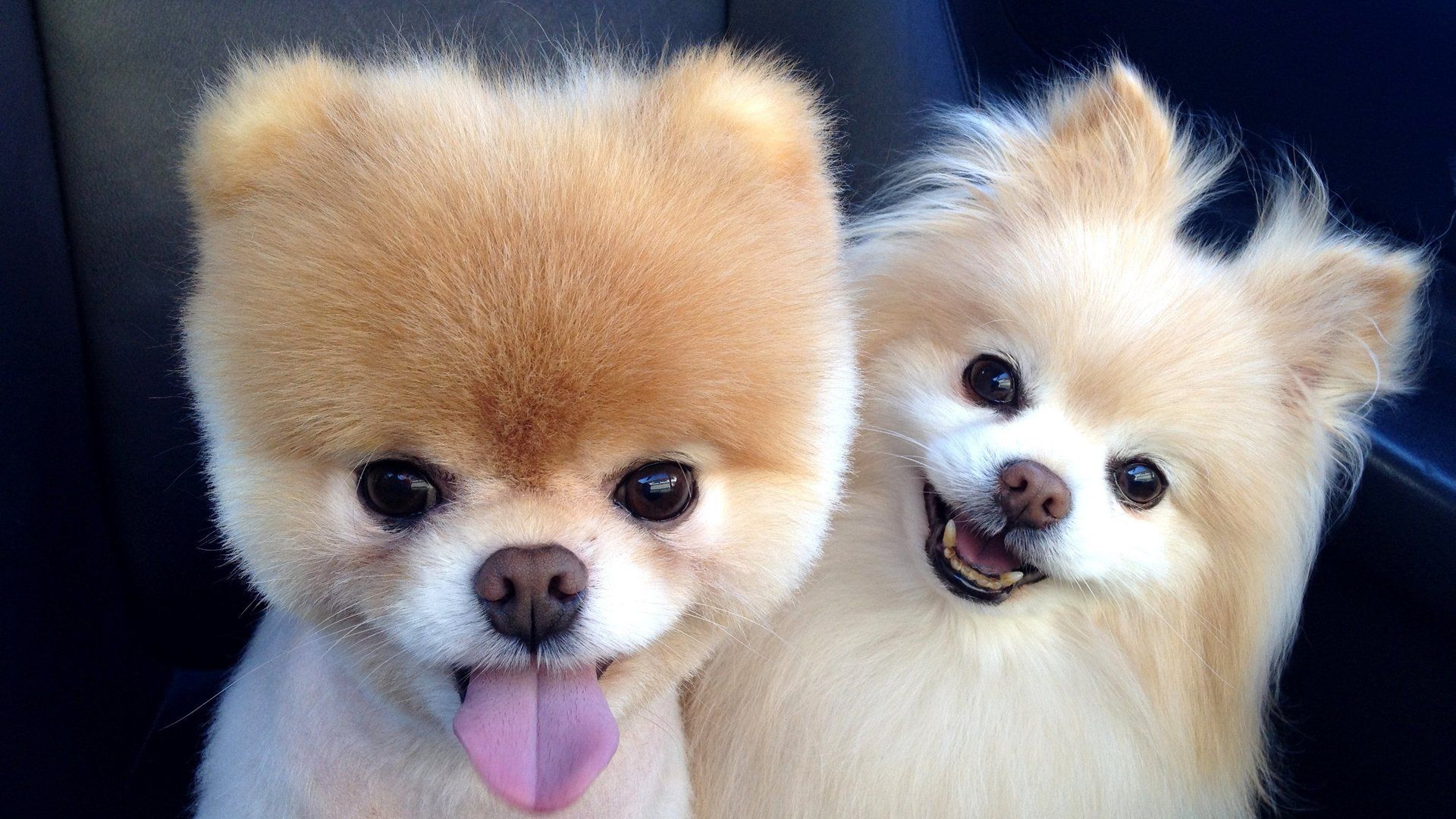 Due cani Pomeranian sorridenti, 1920x1080 Full HD 1080p, Desktop