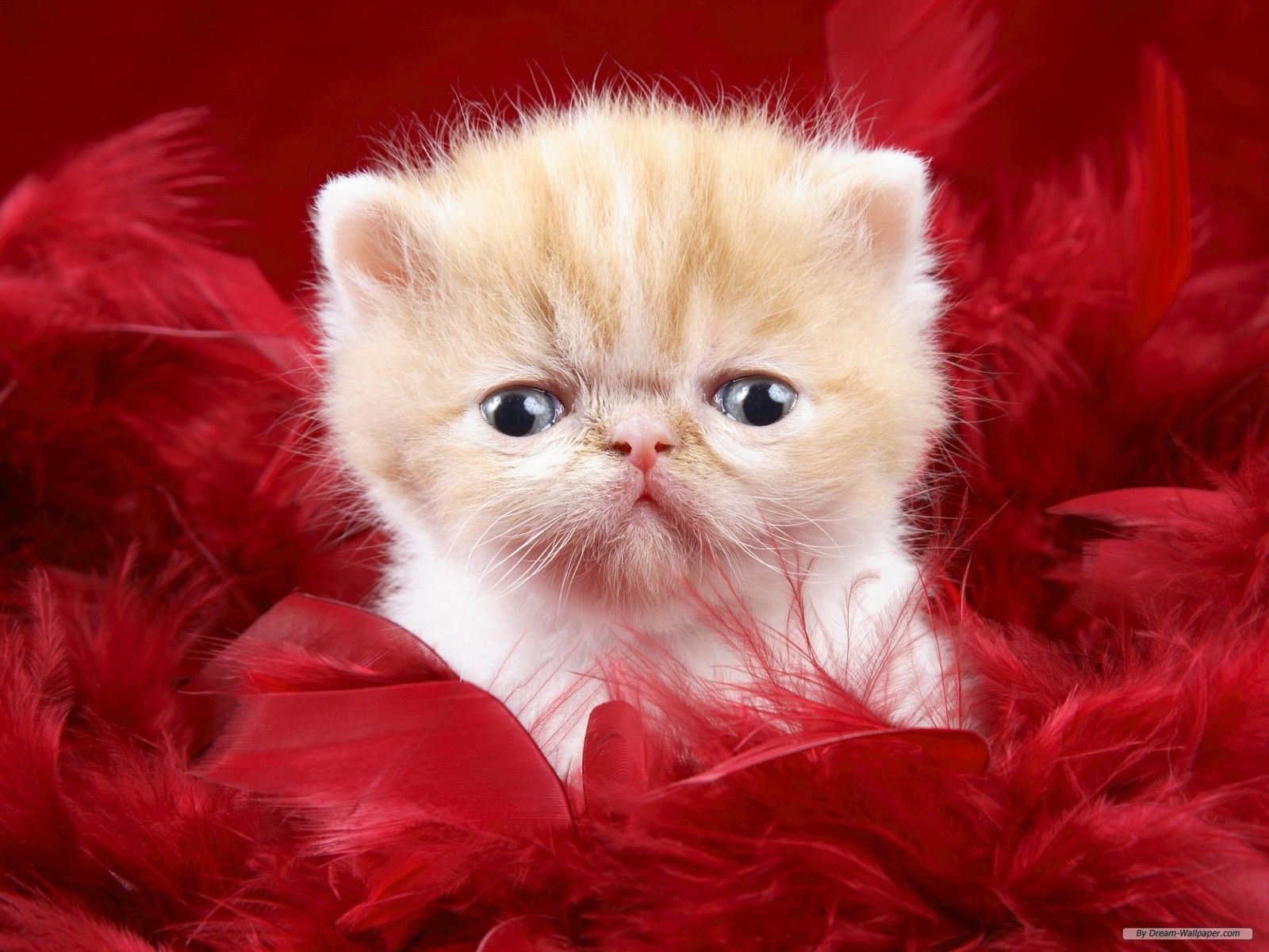 Gattino tra piume rosse, 1600x1200 900p, Desktop