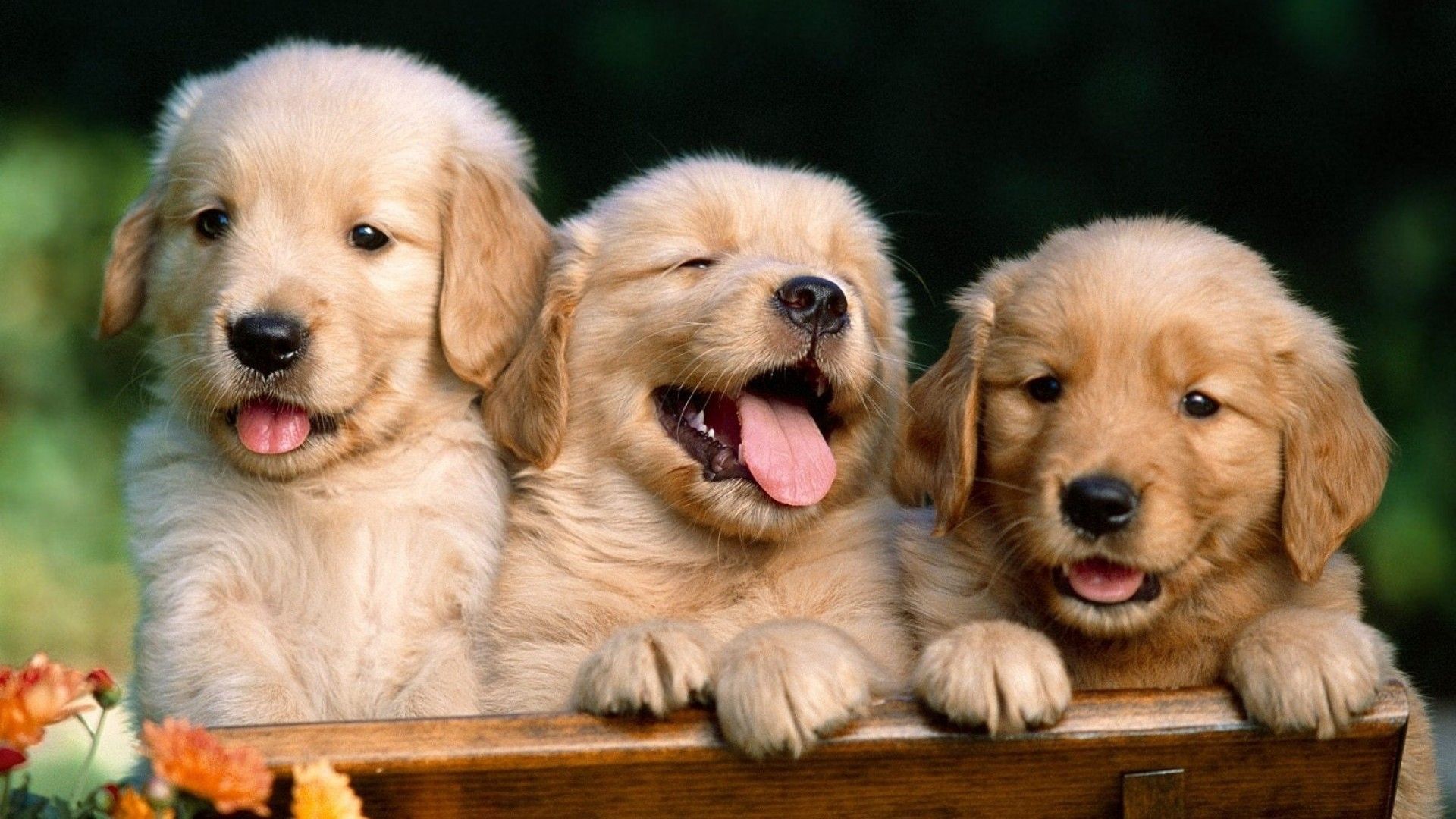 Cuccioli golden retriever in cesto, 1920x1080 Full HD 1080p, PC