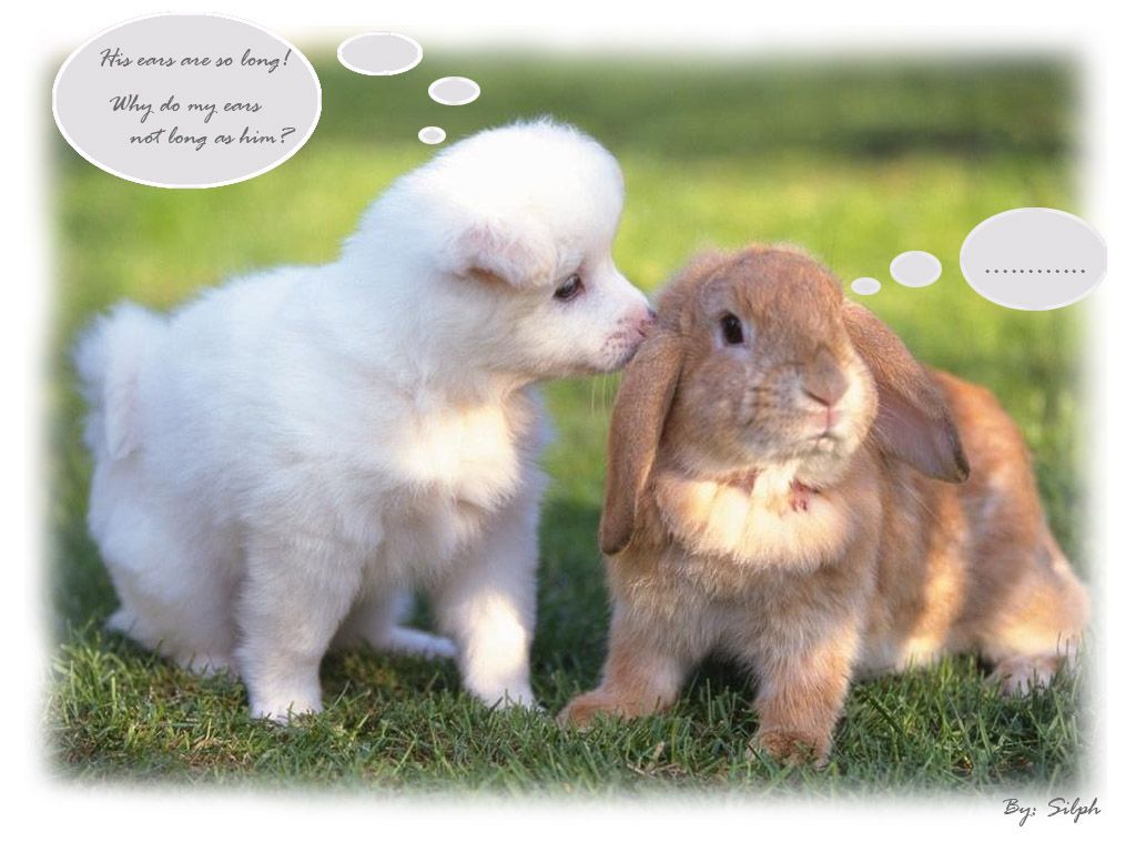 Cucciolo bianco e coniglio, 1024x768 HD, PC Desktop