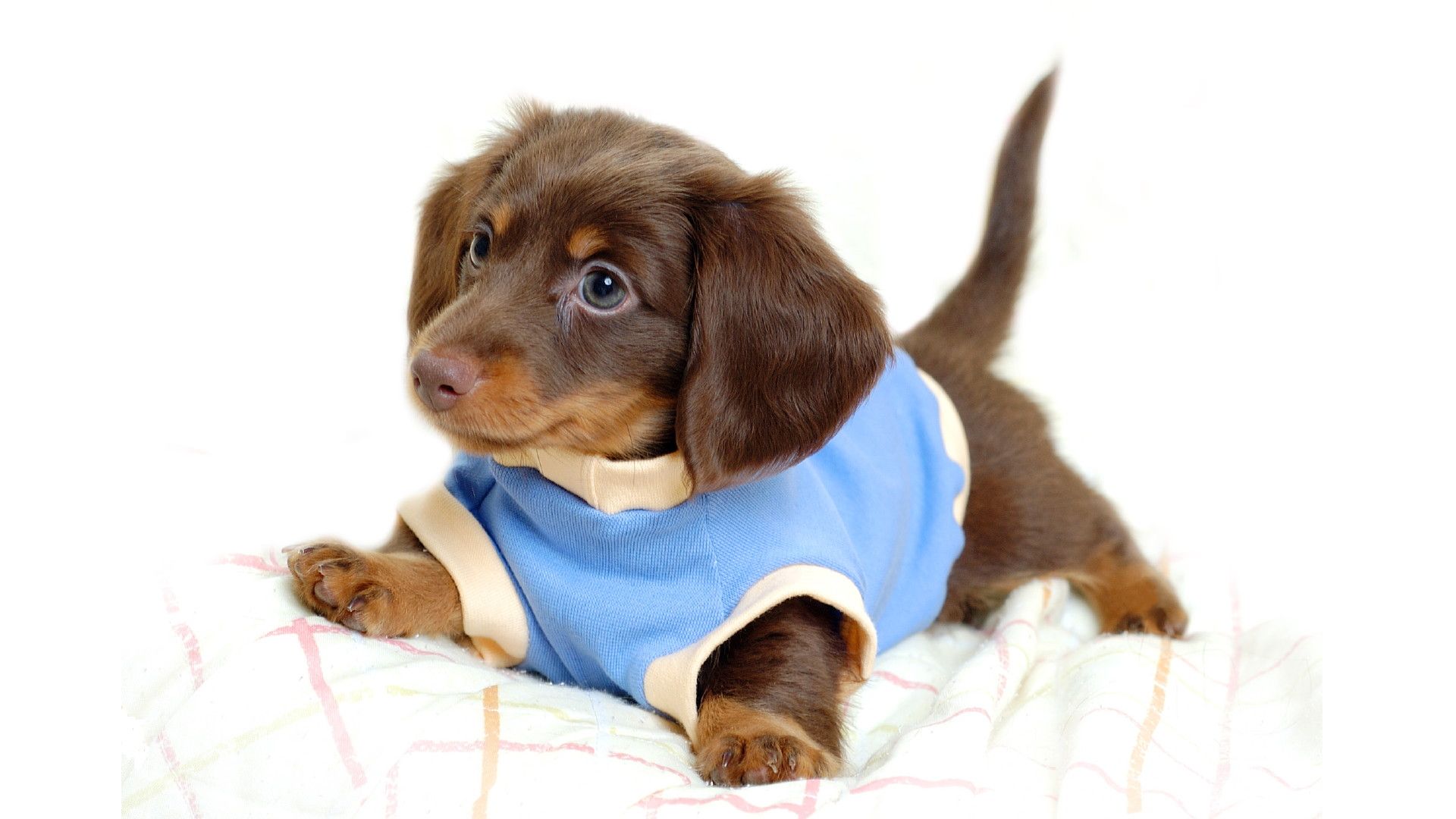 Cucciolo bassotto con maglietta blu, 1920x1080 Full HD 1080p, Laptop