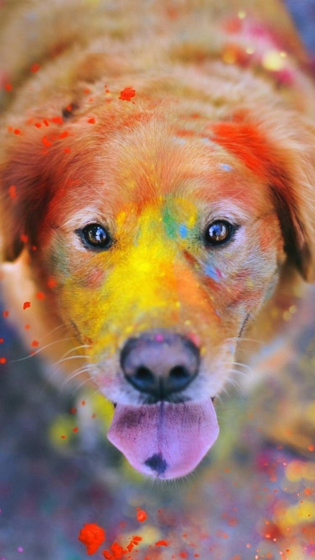 Cucciolo con colori Holi, 1080x1920 Verticale, Telefono