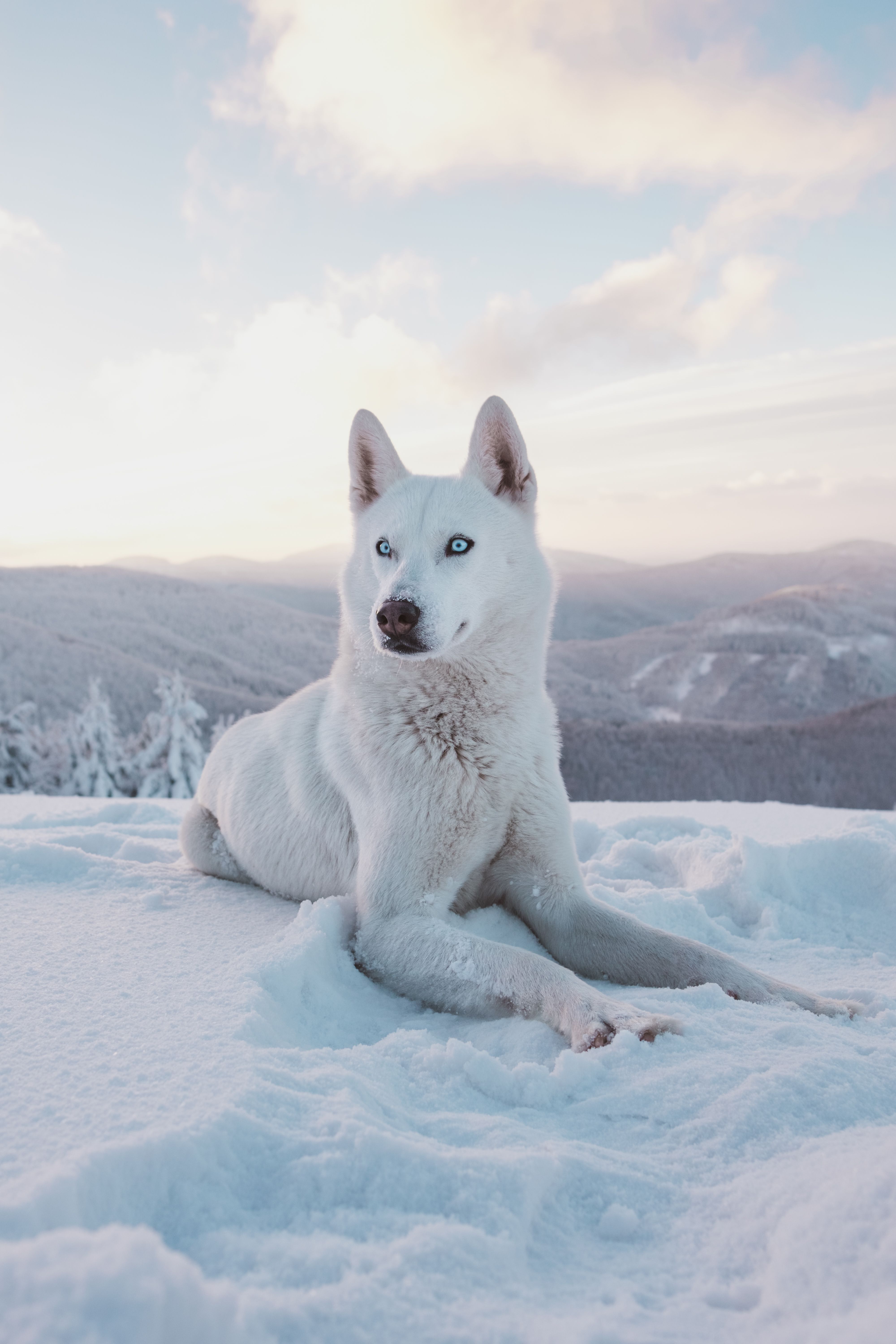 Husky bianco nella neve, 4000x6000 Full HD Verticale, Smartphone