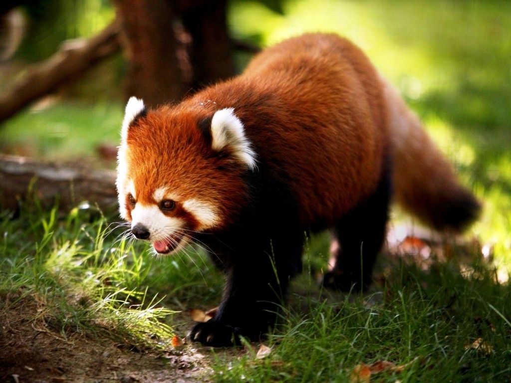 Panda rosso nell'erba, 1024x768 HD, PC