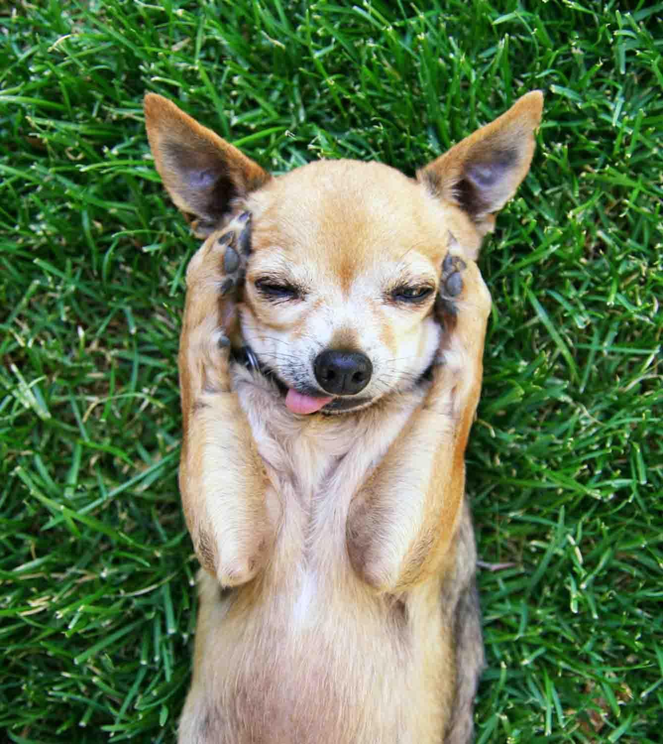 Chihuahua sdraiato nell'erba, 1338x1500 Verticale, POCO