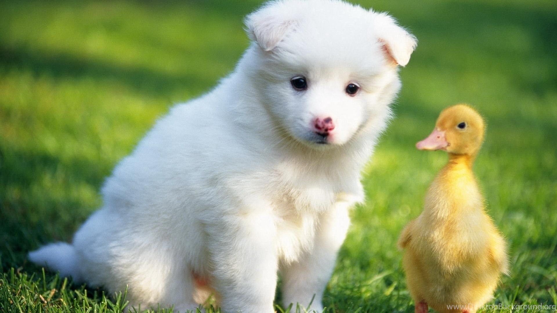 Cucciolo bianco e anatroccolo, 1920x1080 Full HD 1080p, PC
