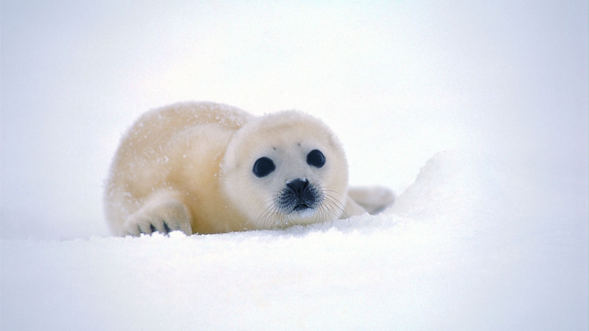 Cucciolo di foca bianca nella neve, 1920x1080 1080p, PC Desktop