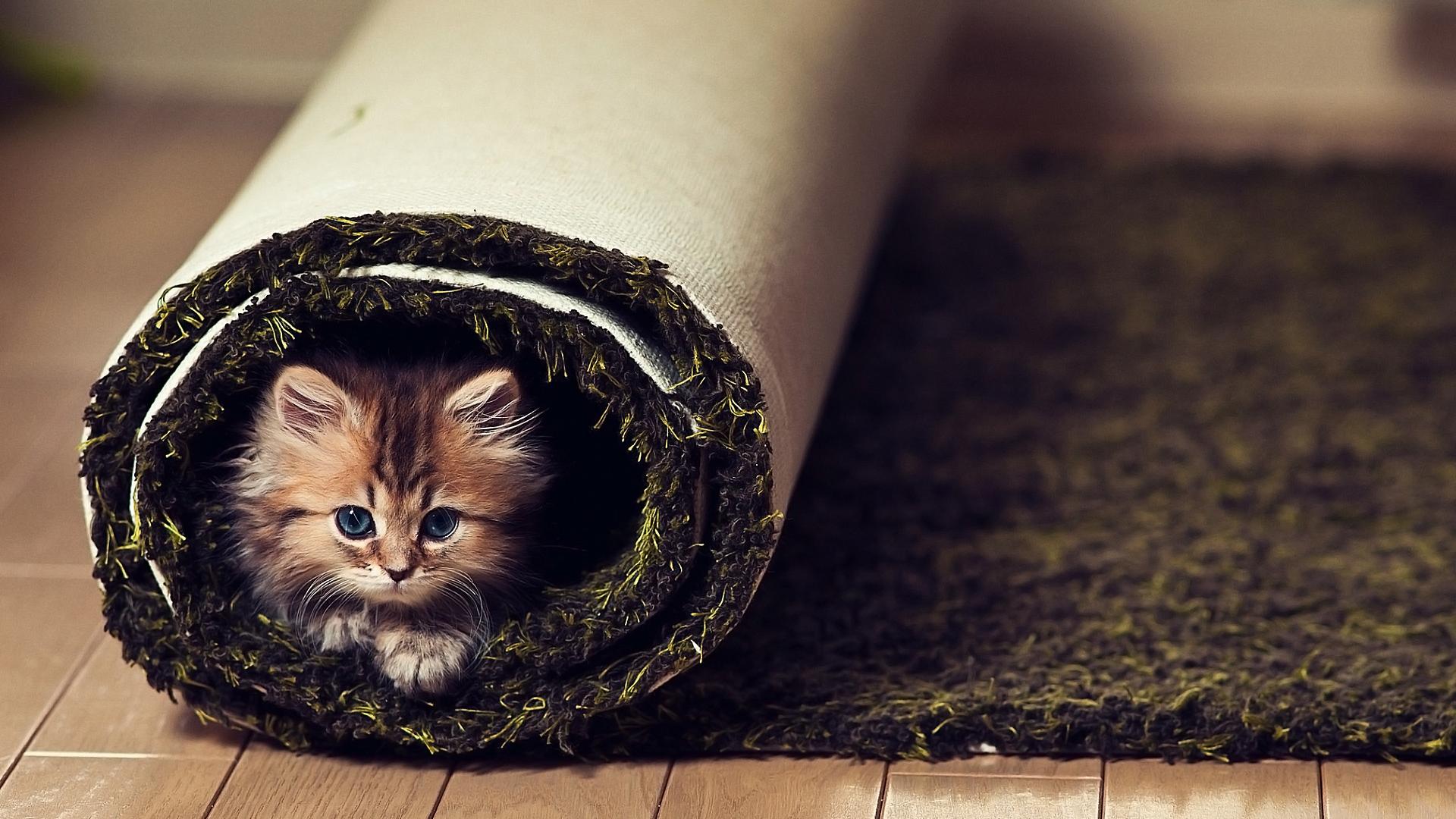 Gattino dentro tappeto arrotolato, 1920x1080 Full HD, Desktop