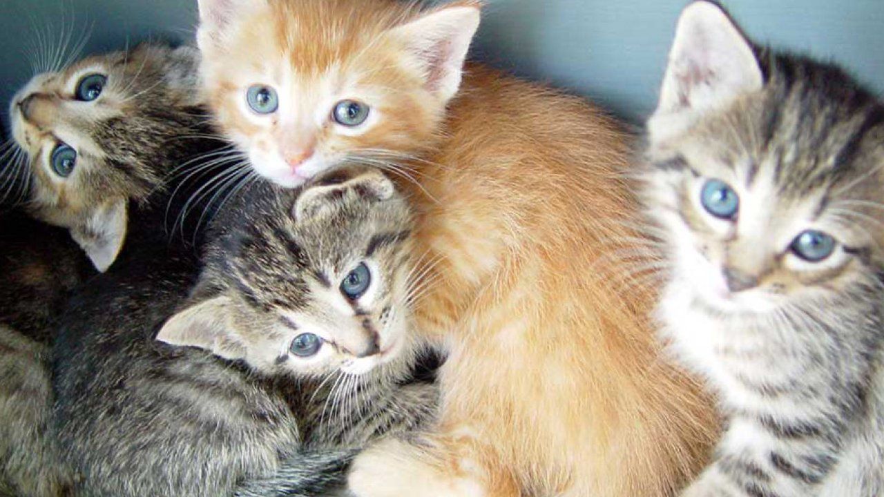 Gattini teneri raggruppati, 1280x720 720p, Laptop