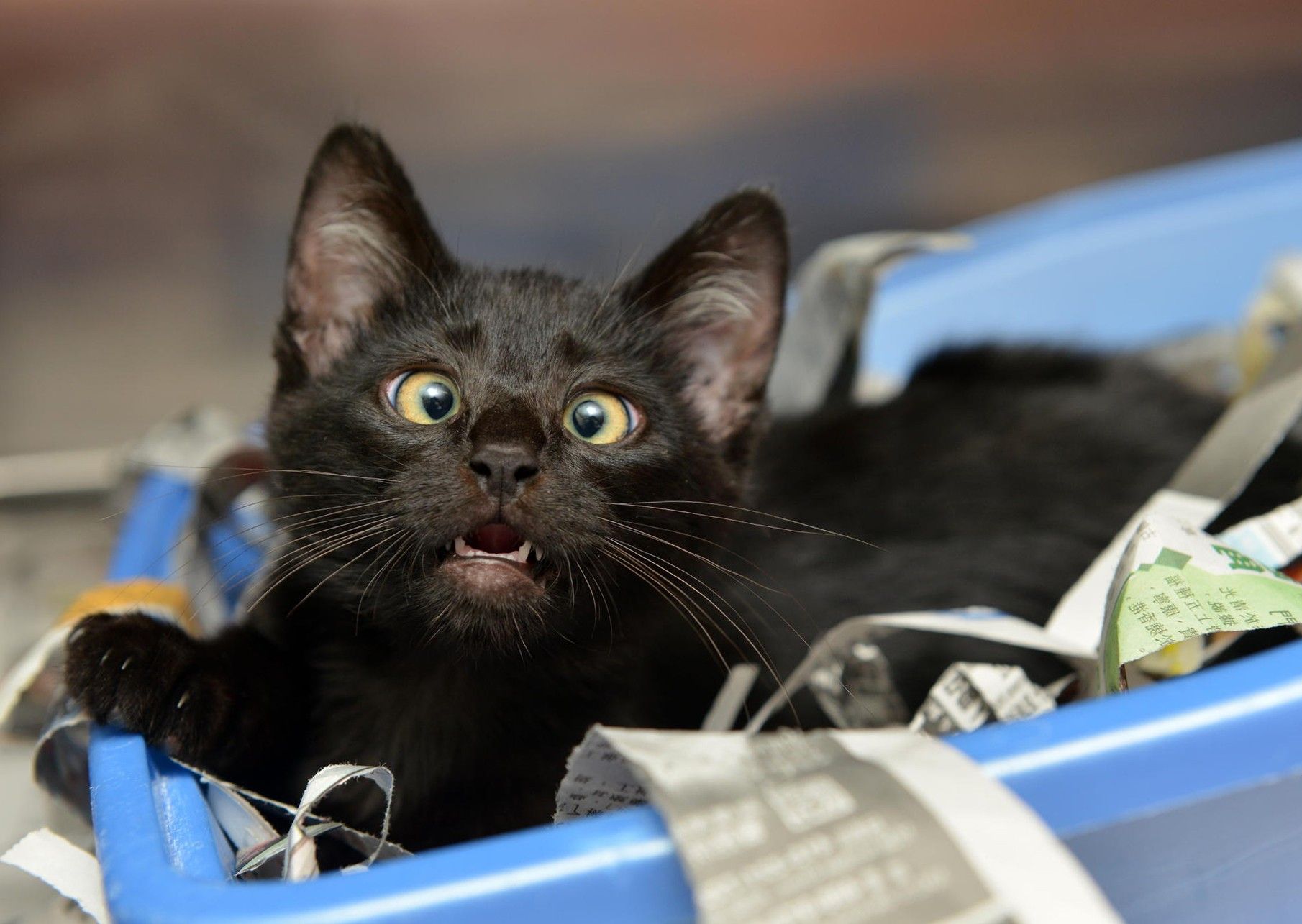 Gattino nero sorpreso, 1810x1285 900p, PC