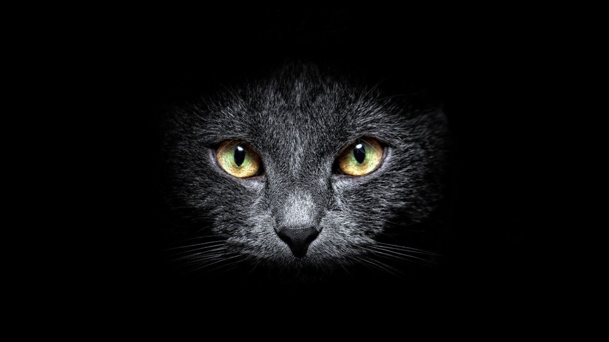 Gatto grigio scuro occhi gialli, 1244x700 HD, Desktop