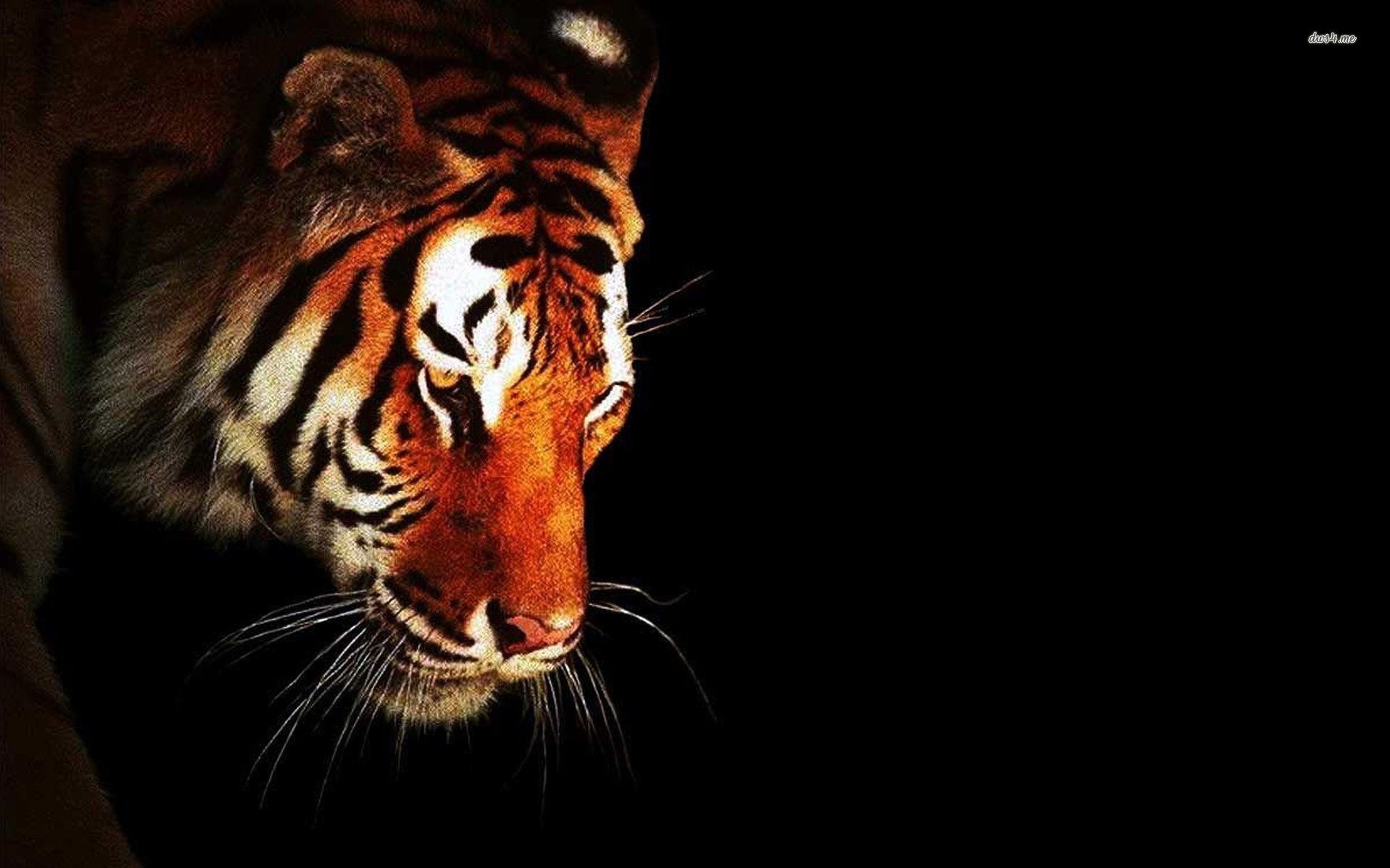 Tigre nel buio, 1920x1200 Full HD+ WUXGA, Laptop
