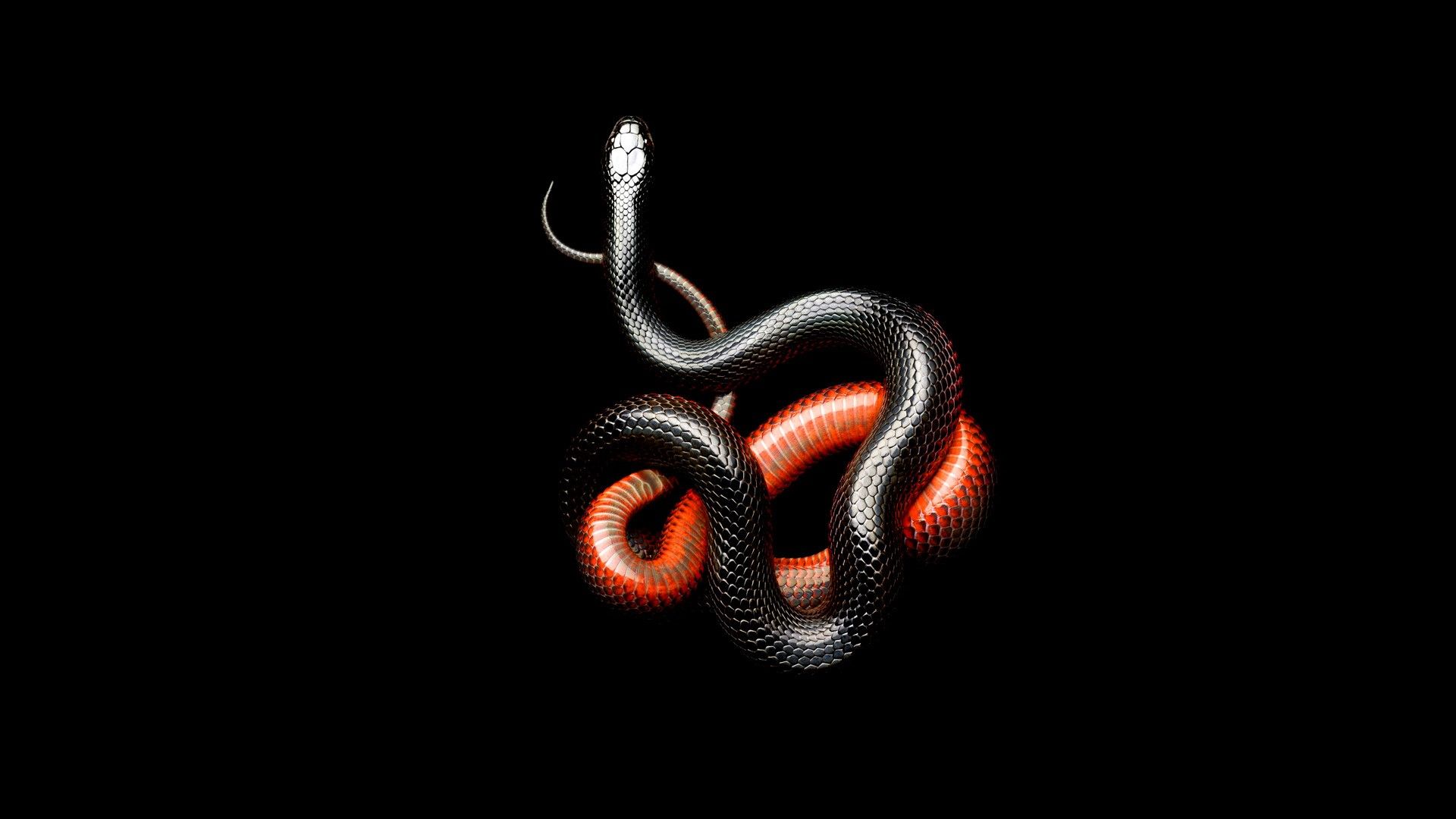 Serpente nero e arancione, 1920x1080 Full HD, Desktop
